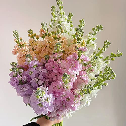 Usambaraveilchen Pflanze Kaufen,Levkoje Matthiola Incana Samen,blumenmischung Saatgut Geschenk Gartenpflanzen Winterhart Mehrjährig Topfpflanzen Draußen Winterhart Bienenwiese 250 Stück