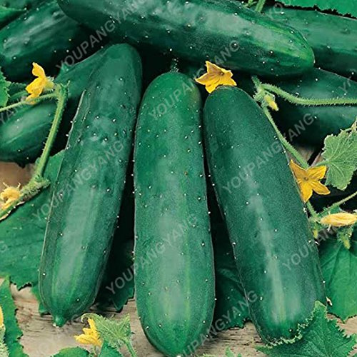 Graines de concombre japonais en gros de graines de légumes et de fruits pour la maison Vase de jardin Vase pour cultiver des aliments sains Graines de concombre