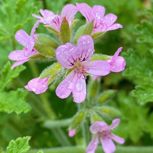 semillas de geranio perfumado, exóticas Pelargonium graveolens, semillas de perennes orgánicas 300pcs