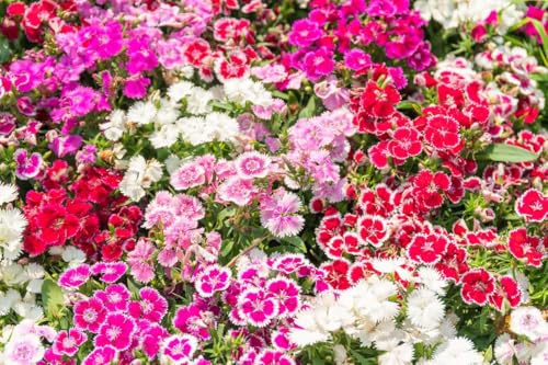 Semi Garofano dei poeti alto doppio (Dianthus Caryophyllus) miscuglio di colori Coltivazione vaso giardino, Confezione garofani1000 semi