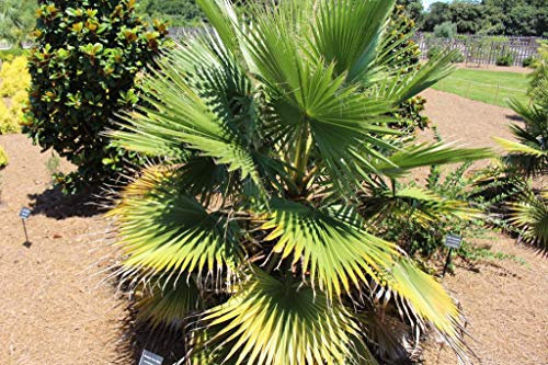 10 graines de palmier Washingtonia Filifera