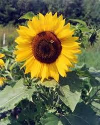 Aamish Semillas de girasol mamut