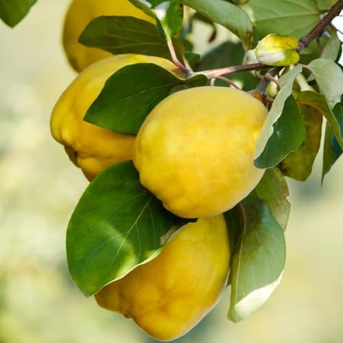 Melo cotogno pianta da frutta innestata di 2/3 anni in vaso MADE IN ITALY Vivaio di Castelletto