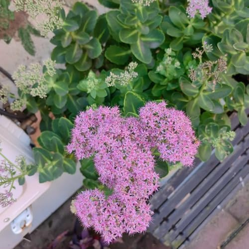 sedum jardín interior jardín del balcón semillas de silvestres de semillas interior exóticas Cobertura 400pcs