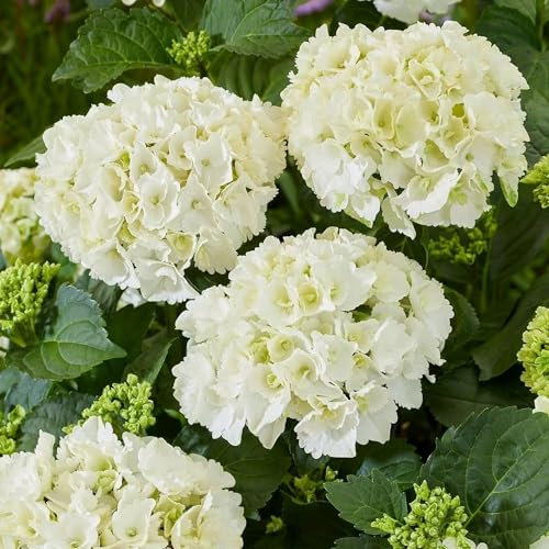 Plant Theory White Mophead Hydrangea Hydrangea Macrophylla Shrub Plant 2L Pot