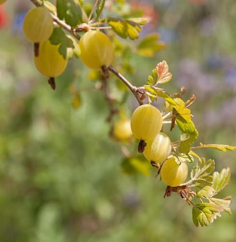 Hochstamm Stachelbeere Mucurines 100-125cm - Ribes uva-crispa - Gartenpflanze