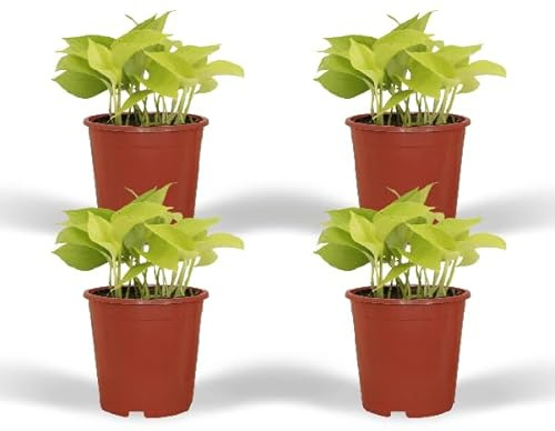 Epipremnum Golden Pothos (Scindapsus), 4 pièces, diamètre : 12 cm, 15 cm