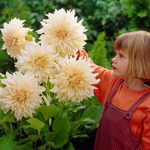 Dahlien Dinnerplate Weiß-Cream Knollen, 5 Dahlienzwiebelsorten Mix aus Holland, echte große Dahlienpflanzen für Garten und Töpfe (keine Samen, nicht künstlich)