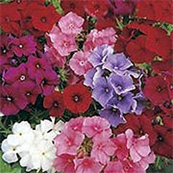 Phlox-Misto Colori- (Drummondii Compacta) - 200 Semi-Bogo
