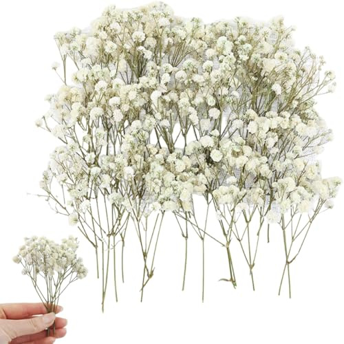 MLRUQRX 50 Pezzi Di Nebbiolina, Gypsophila Essiccata Con Gambo Verde E Fiore Bianco, Misura Standard Per Artigianato In Resina E Decorazioni Nuziali