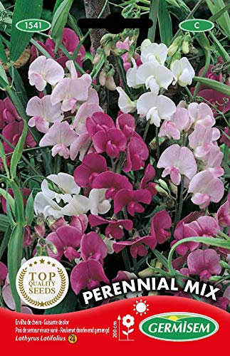 Germisem Graines Pois de senteur vivace varié PERENNIAL MIX
