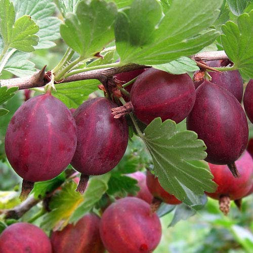 UVA SPINA ROSSA HINNONMAKI VASO 1 LITRO