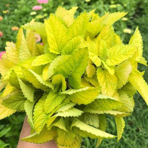 Semi di melissa, Melissa officinale, sul balcone semi di vecchie varietà da giardino roccioso resistenti 20pcs