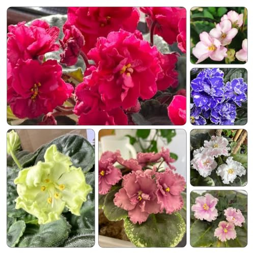 usambaraveilchen - blumensamen balkonpflanzen frühling pflanzensamen exotisch topfpflanzen echt kräuterpflanzen gartendeko für draußen blumensaat blumenbeet balkon zimmerbonsai 700samen