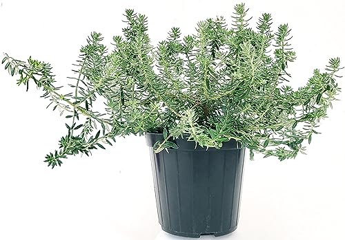 POWERS TO FLOWERS - WESTRINGIA FRUTICOSA, FALSO ROSMARINO, VASO 15CM DIAMETRO, pianta vera