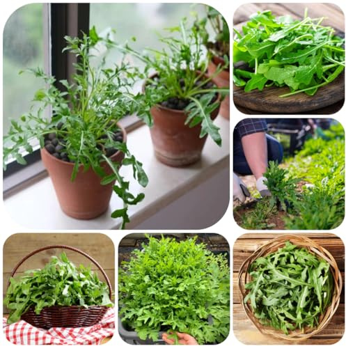 rucola, rucolasamen gemüsepflanzen gartenkräuter bonsai pflanzensamen hochbeet gemüsesaat hochbeete für garten wintergemüse anzucht kaufen steingartenpflanzen winterhart gartenpflanzen 650samen