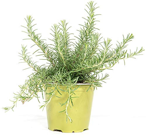 mgc24 Rosmarin hängend, echte frische Kräuter Pflanzen im 14cm Topf, Rosmarinus prostatus, Höhe ca. 10cm, 3 Stück