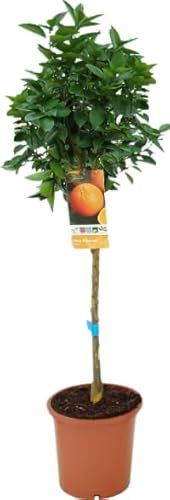 Naranjo Árbol Frutal Citrus Sinensis Naranjero Árbol Naranjo Dulce Planta de Naranjas