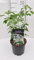 Choisya ternata 'Walberton's Moonshine' – Immergrüner Duftstrauch 30-50 cm | Winterhart, Bienenfreundlich & Pflegeleicht | Zierpflanze für Garten, Kübel & Hecken