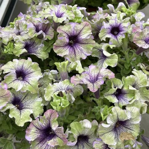 semi di petunia perenni, balcone esterno, resistenti 800pcs