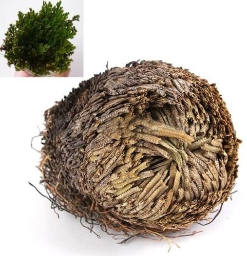 Ketobk Live Resurrection Plante Rose de Jericho Dinosaure Plante Air Fougère Spike Moss