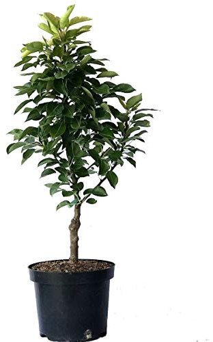 Zwergbirne Helenchen kleinbleibender Birnenbaum Terrassenobst Balkonobst 80-100 cm 7-10 Liter Topf