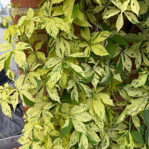 vite selvatica, vite vergine - decorazioni giardino per esterni Parthenocissus tricuspidata rare balcone giardino roccioso Decorazione murale verde rampicante 420semi