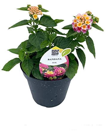 Lantana Camara Natural Una Flor Fácil de Cuidar que Dará un Tono Alegre a Tu Jardín