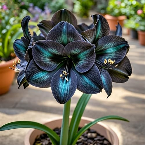 Amaryllis perennes,decoración de interior y exterior, seleccionados, colores mixtos raros-2 Tubérculo-F