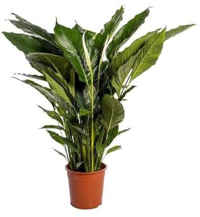 Einblatt Spathiphyllum Sweet Sebastiano Blanco – Ø24cm – 110cm – Pflegeleichte Friedenslilie mit weißen Blüten – Luftreinigende Zimmerpflanze für Wohnzimmer, Büro & Schlafzimmer