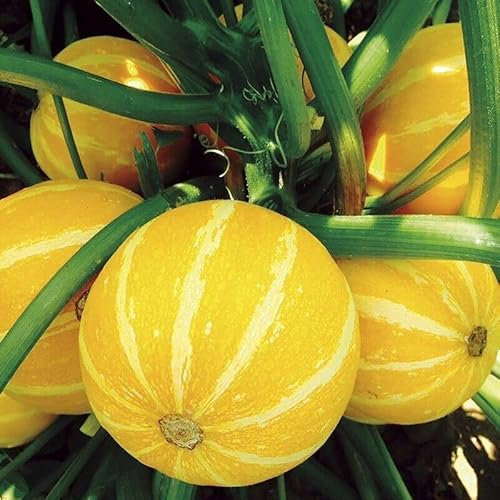 Courgette Summer Sun F1 10 Seeds