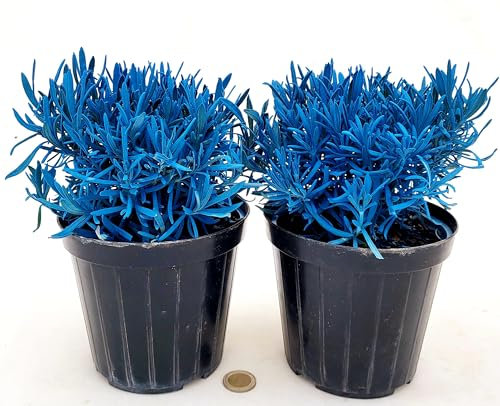 POWERS TO FLOWERS - LAVANDA COLOR LIFE BLU, 2 PIANTE, VASO 14CM DIAMETRO, piante vere