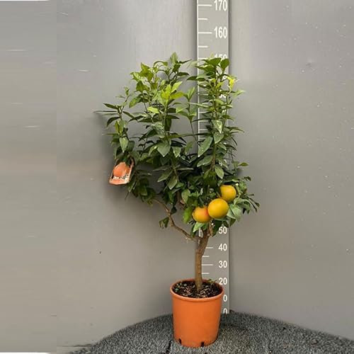 SAVINI VIVAI Planta de Pomelo, Árbol de Cítricos de Pomelo Rosa, en Maceta de 28 cm Altura 110-130 cm 4-5 Años de Injerto,