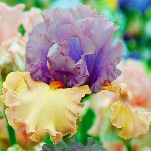 Iris bulbi，Iris bulbi rifiorente，Iris bulbi misti，Bulbi resistenti al freddo e alla siccità，Perenne, Piantagione del cortile del giardino-6 bulbi-g