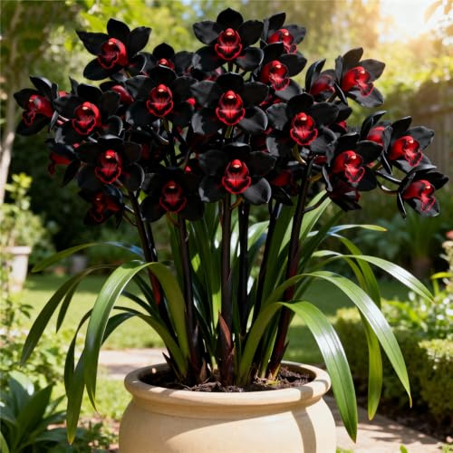 Rhizomes d'orchidée cymbidium, faciles d'entretien, orchidées de colibri, intérieur idéal, résistant à l'hiver, terrasse ou balcon, de qualité supérieure (oignons cymbidium)-5Rhizome-G
