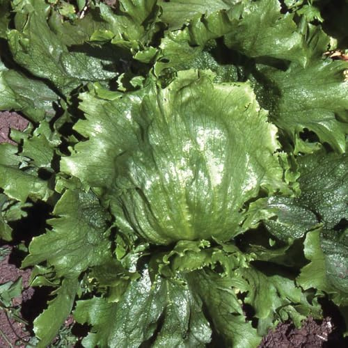 Bedwen Lettuce 'Lakeland' Plug Plants x6 – Crisp Iceberg Type for Crunchy Summer Salads & Slow Bolting