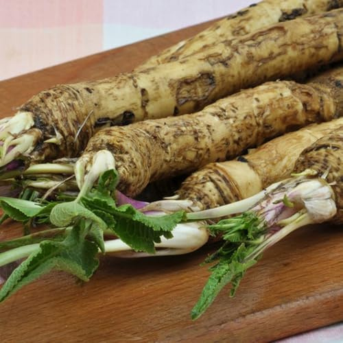 semi di rafano - esotiche per aiuole rialzate e balconi biologiche per la copertura del terreno orticole idea un di interno 400semi