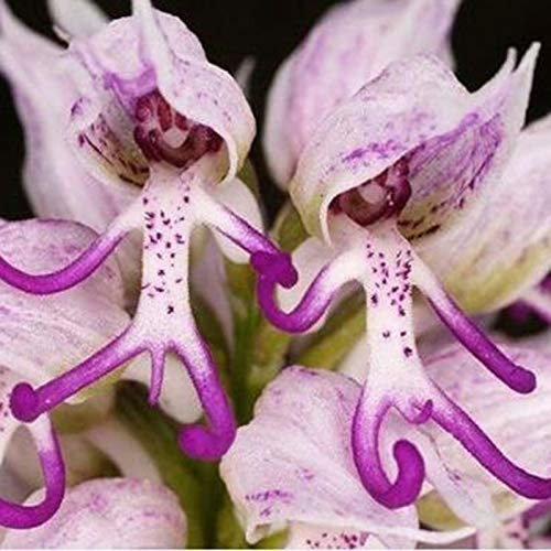 TOYHEART 50pcs Graines De Fleurs De Qualité Supérieure Grande Demande en Eau Bonne Ventilation Besoin De Graines D'orchidées Rouges Italiennes Décoratives pour Balcon Violet