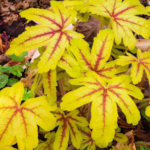 Heucherella Alabama Sunrise Plantes de jardin prêtes à l'extérieur Vivace rustique en pot