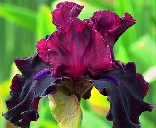 Devil's Punchbowl Tall German Bearded Iris Rhizome, Bulb, Plant