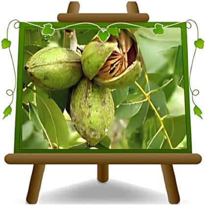 EURO PLANTS VIVAI Noce Pecan Desirable pianta da Frutto Antico Autofertile altezza: 120~140 cm Età: 2 anni Vaso: 20×26 cm