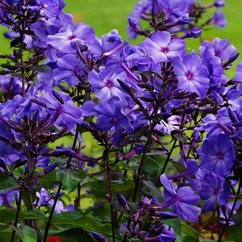 1 x Phlox Paniculata Blue – Purple-Blue Like Flowers – Perennial – Summer Flowering Bulb – Delightful Fragrant – for Your Beautiful Garden