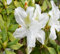 100 semillas de flores de azalea blanca