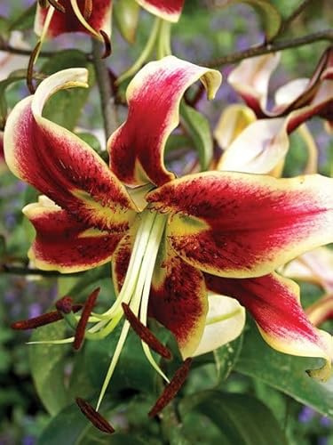 CSL sunrise Riesen Lilie Scheherezade  Rot, 5x Zwiebeln, Lilium bis 180 cm, winterharte und mehrjährig Lilienzwiebeln, Blumenzwiebeln, bienenfreundlich