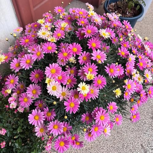 Semillas de Argyranthemum frutescens, margarita semillas para exterior resistentes al invierno 80pcs