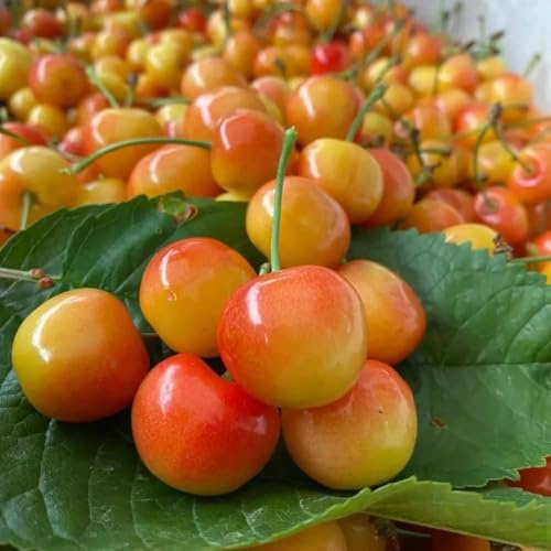 semillas de cerezo jardín de cerezo ornamental columnar, resistentes para jardín, columnar resistente interior semillas 50pcs