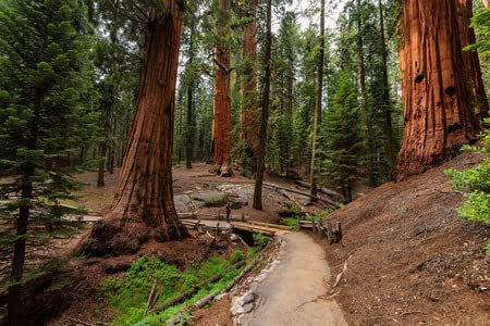 Adrium - Quadro in legno, 50 x 30 cm, motivo: Giant Sequoia Trees, Sequoia National Park, California