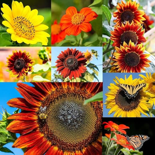 300+ Gemischte Sonnenblumensamen zum Anpflanzen (15+ Sorten, verrückte Mischung), Indoor & Outdoor, Großpackung, Heirloom, Non-GMO, lockt Schmetterlinge & Bienen