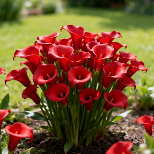 Calla Lily, rizomi di calla resistenti, rizomi perenni da giardino, piantagioni di calla lily rari da giardino-j-10 rizomi
