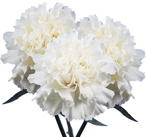 White Carnation Seeds for Planting, 2 Packs of 30 Seeds, Fresh Cut Flower Garden Variety for Planting Home or Garden Limited Supply Order Now!